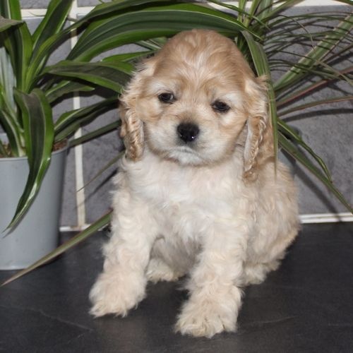 Chiot American Cocker Spaniel rainbow colors