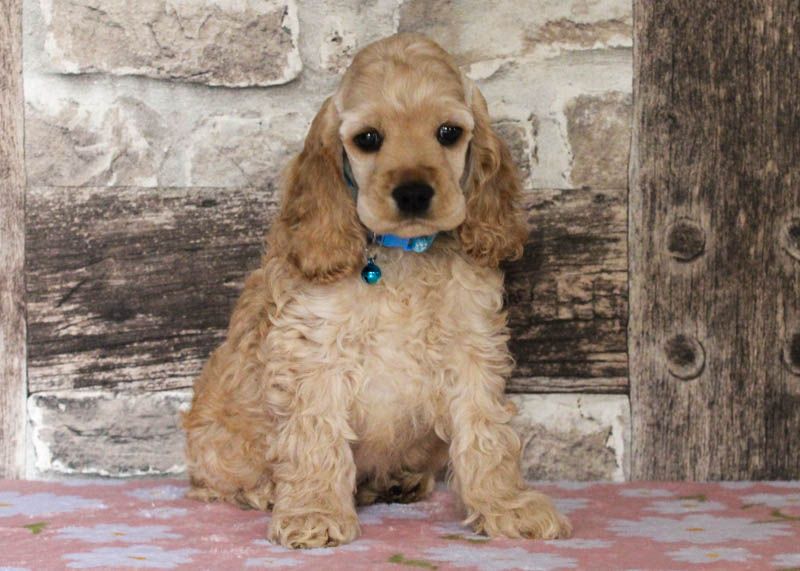rainbow colors - Chiots disponibles - American Cocker Spaniel