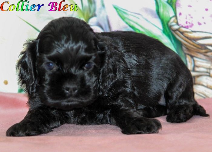 rainbow colors - Chiots disponibles - American Cocker Spaniel