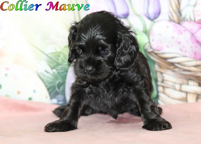 rainbow colors - Chiots disponibles - American Cocker Spaniel