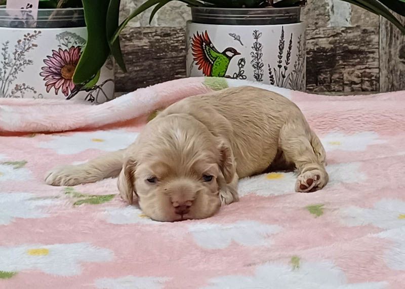 rainbow colors - Chiots disponibles - American Cocker Spaniel