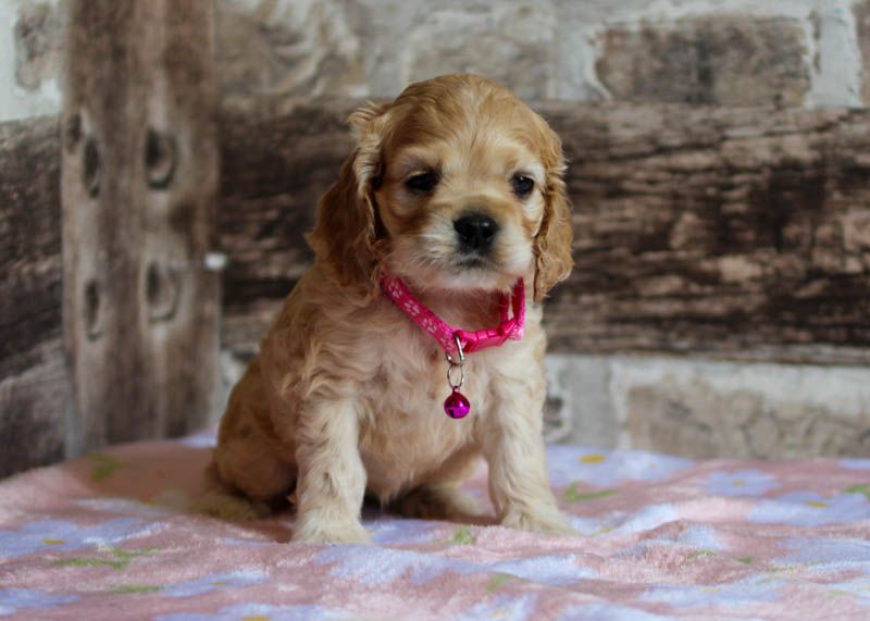 rainbow colors - Chiots disponibles - American Cocker Spaniel