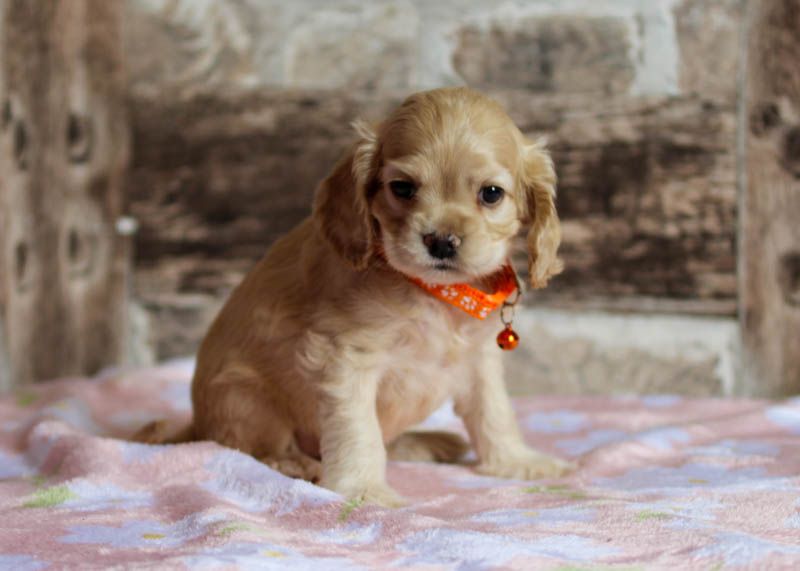 rainbow colors - Chiots disponibles - American Cocker Spaniel