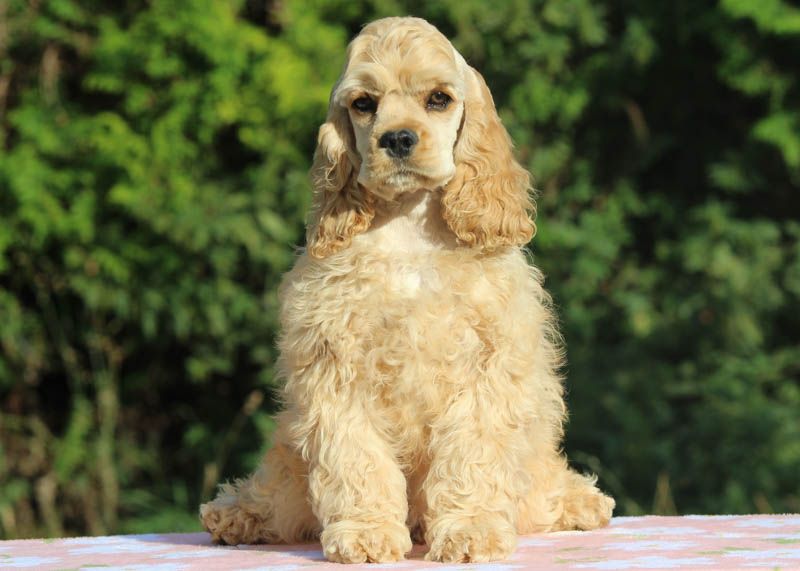 rainbow colors - Chiots disponibles - American Cocker Spaniel