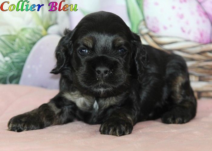 rainbow colors - Chiots disponibles - American Cocker Spaniel