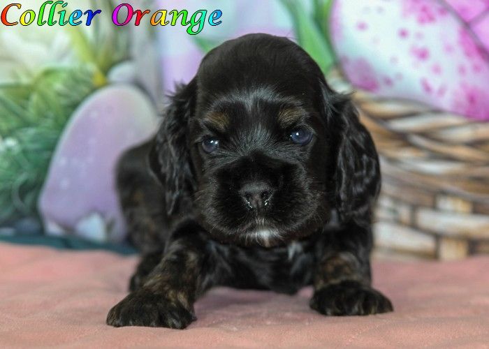 rainbow colors - Chiots disponibles - American Cocker Spaniel