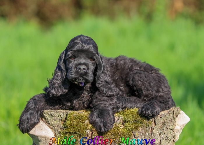 rainbow colors - American Cocker Spaniel - Portée née le 04/02/2025