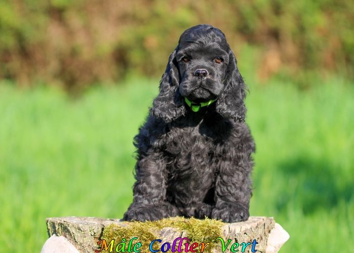 rainbow colors - Chiots disponibles - American Cocker Spaniel