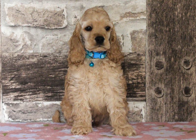 rainbow colors - American Cocker Spaniel - Portée née le 01/07/2025