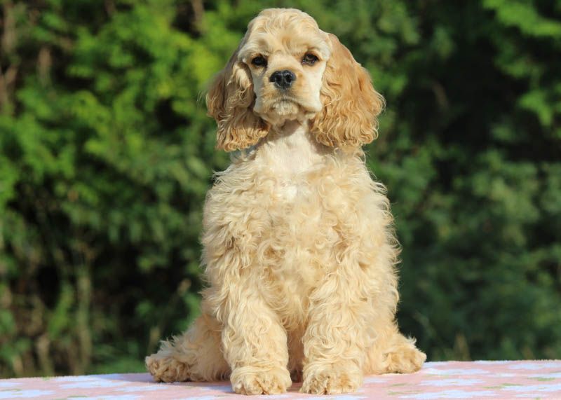 rainbow colors - Chiots disponibles - American Cocker Spaniel