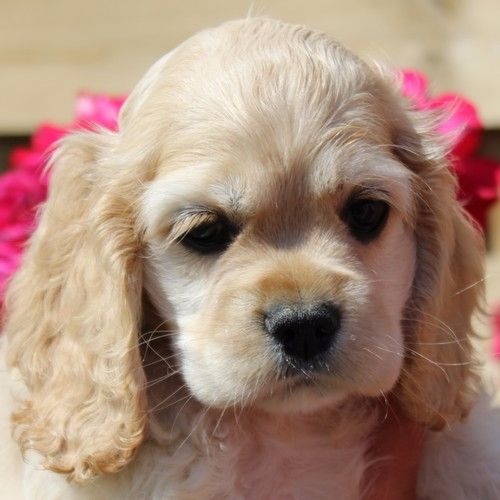 Chiot American Cocker Spaniel rainbow colors