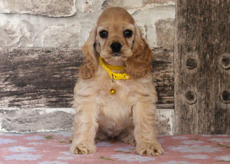 Chiot American Cocker Spaniel rainbow colors