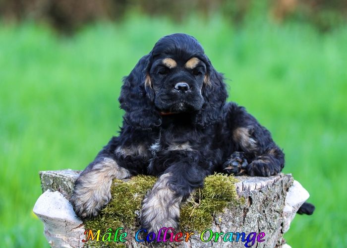 rainbow colors - Chiots disponibles - American Cocker Spaniel