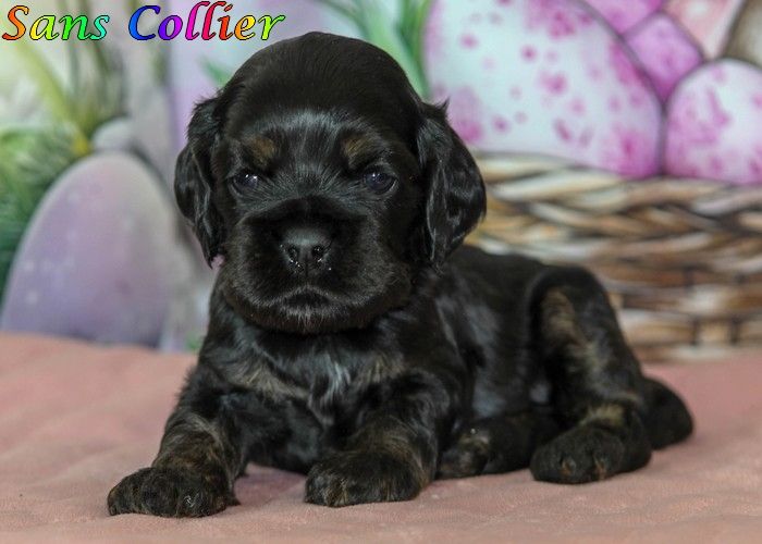 rainbow colors - Chiots disponibles - American Cocker Spaniel