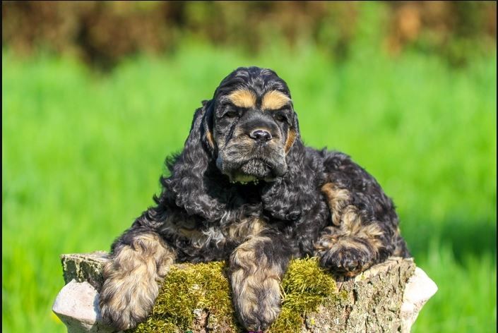 Chiot American Cocker Spaniel rainbow colors