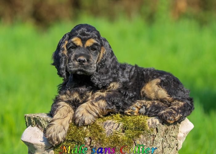rainbow colors - American Cocker Spaniel - Portée née le 14/02/2025