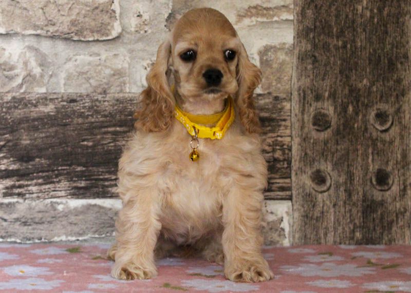 rainbow colors - Chiots disponibles - American Cocker Spaniel