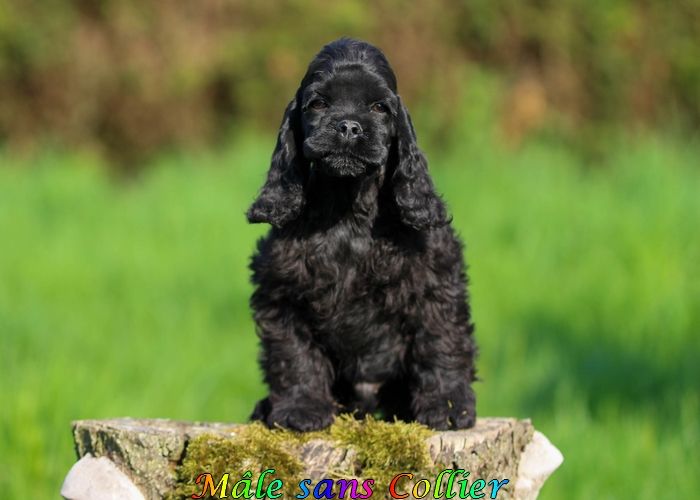 rainbow colors - Chiots disponibles - American Cocker Spaniel